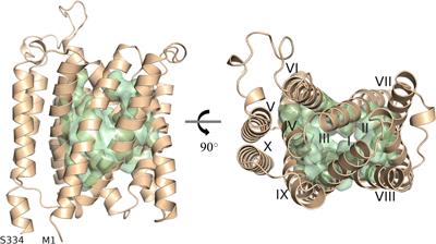 Identification of key amino acid residues in AtUMAMIT29 for transport of glucosinolates